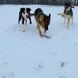 German Shepherd All Grown Up from Cerberus German Shepherds
