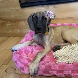 Great Dane Puppies from Phoenix Family Danes
