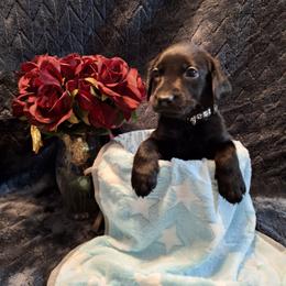 Dusk - Black male Labrador Retriever puppy in Bemidji, Minnesota from Northern Star Elite Quality Labrador Retrievers