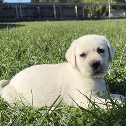 Boy 1 - male Labrador Retriever puppy in Medford, Oregon from Valley View English Labs