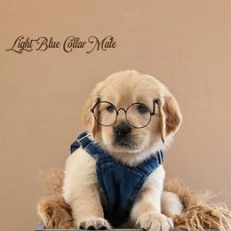 Tavin - Light golden male Golden Retriever puppy in Branchville, New Jersey from T Rose Golden Co.
