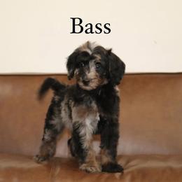 Bernedoodle and Cavapoo Puppies from Dulcito Doodles