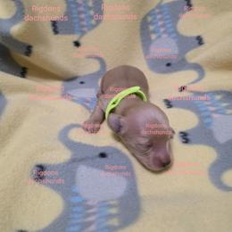 Green boy - Cream male Dachshund puppy in Sour Lake, Texas from Rigdon's dachshunds