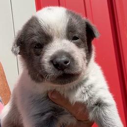 Boy 2 - Blue male Australian Cattle Dog puppy in Morton, Mississippi from Heart K Kennels