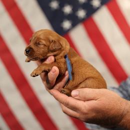 Atticus - Dark golden male Golden Retriever puppy in Payette, Idaho from Stonewick Retrievers