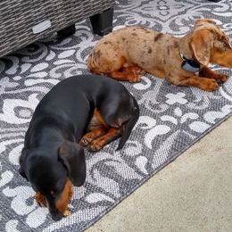 Dachshund All Grown Up from DANIELLE HURT