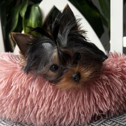 Yorkshire Terrier puppies from Narnian Yorkies