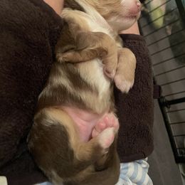 Australian Shepherd and Miniature Australian Shepherd Puppies from Integrity Aussies Tx