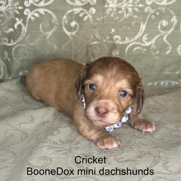 Cricket - Brindle female Dachshund puppy in Lexington, Oklahoma from BooneDox Miniature Dachshunds