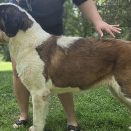 Saint Bernards from Loyal Ridge Saint Bernards
