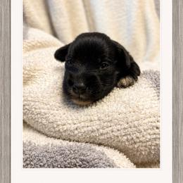 Keith - Black male Miniature Schnauzer puppy in Summerfield, Florida from M & M Schnauzers