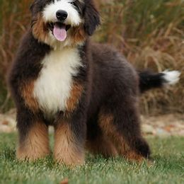 Feather - Bernedoodle