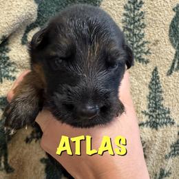 Atlas - Black and red male German Shepherd puppy in Graham, Washington from Wildeflecken Shepherds