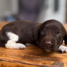 Nader - Boy 3 - Piebald male Dachshund puppy in London, Kentucky from Steele Half Acre Homestead