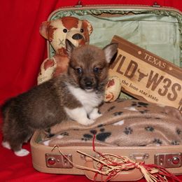 Pembroke Welsh Corgi Puppies from Wild West Corgis of Texas