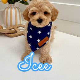 Icee - Apricot male Maltipoo puppy in Buford, Georgia from Petite Posh Puppies