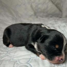 Willow - Black tri female Miniature Australian Shepherd puppy in Hokes Bluff, Alabama from Alegria Toy Aussies