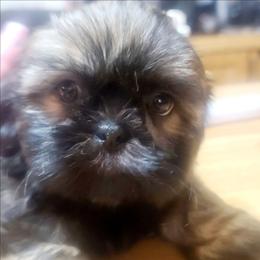 Boy 2 - Tricolor male Shih Tzu puppy in Belleville, Michigan from Patricia's Heavenly Earth Angels