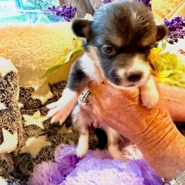 Girl 1 - female Pembroke Welsh Corgi puppy in Delray Beach, Florida from Holly's Pembroke Welsh Corgis