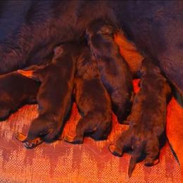 Boy 1 - Black and mahogany male Rottweiler puppy in Blanchard, Oklahoma from Mystique Kennel