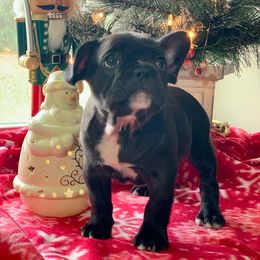 Cane Corso and French Bulldog Puppies from Jens Den