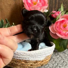 Kingston - Black and gold male Yorkshire Terrier puppy in Howe, Oklahoma from Ray Holder