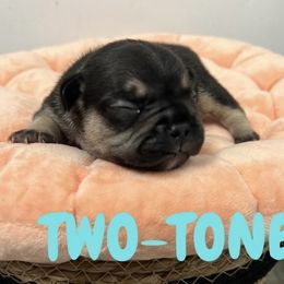 French Bulldog Puppies from Frenchie Select