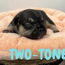 French Bulldog Puppies from Frenchie Select