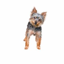 Yara - Yorkshire Terrier