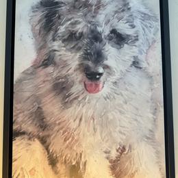 Bernedoodle puppies from Puppy Love Doodles