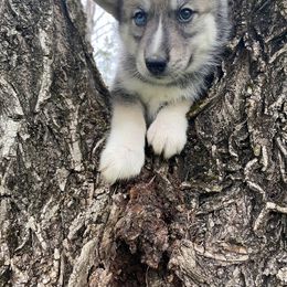 Siberian Husky Puppies from Joyful Willow Farm Huskies