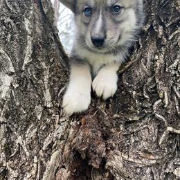 Siberian Husky Puppies from Joyful Willow Farm Huskies