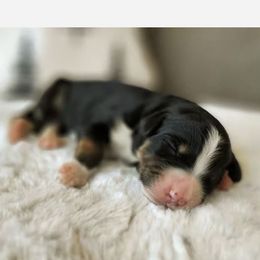 Bernedoodle, Goldendoodle, Poodle, and Sheepadoodle Puppies from Kerr Kanine Ranch