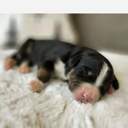 Bernedoodle, Goldendoodle, Poodle, and Sheepadoodle Puppies from Kerr Kanine Ranch