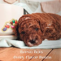 Bertie - Red  female Poodle puppy in Idaho Falls, Idaho from Freckle Paw Family
