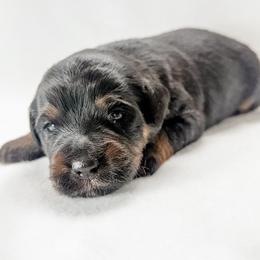 Cheddar - female Australian Mountain Doodle puppy in Sharpsburg, Georgia from Steindoodles
