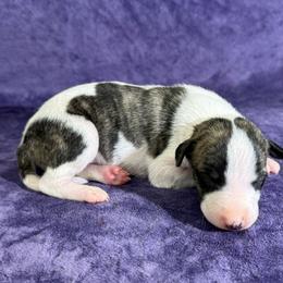 Iris - White and red brindle female Whippet puppy in Gentry, Arkansas from Mardel Robeson of Mulberry Hollow Whippets
