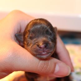 Yorkshire Terrier Puppies from Alina's Royal Yorkies