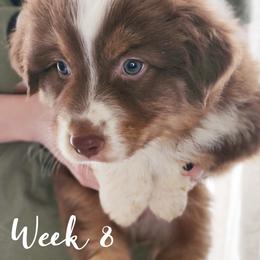 Australian Shepherd Puppies from NK Ranch Australian Shepherds