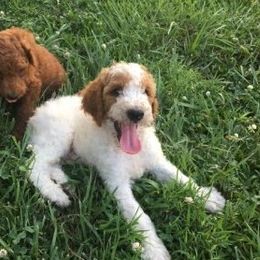 Poodle Puppies from Rondie's Reds