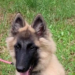 Belgian Tervuren from Darboshea Tervuren