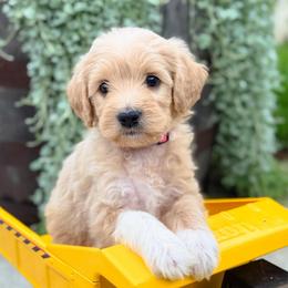 Cotton Candy - Apricot female Goldendoodle puppy in Wharton, Texas from Little Fur Friends