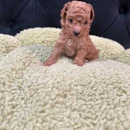 Scarlett - Red  female Poodle puppy in Texas from Zoway's Poodles