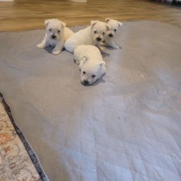 Winter boy 4 - White male West Highland White Terrier puppy in Hoschton, Georgia from AKC  Westie World