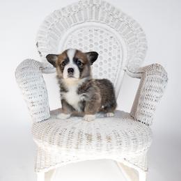 Cedar - Sable male Pembroke Welsh Corgi puppy in Adairsville, Georgia from Ingram's Corgis