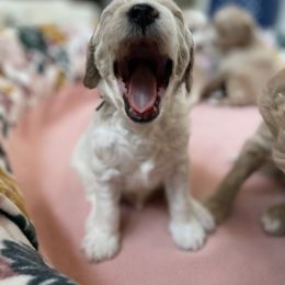 Goldendoodle Puppies from Fire Sky Kennels