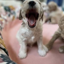 Goldendoodle Puppies from Fire Sky Kennels