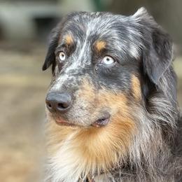 Australian Shepherds and Labrador Retrievers from Triple S Farms