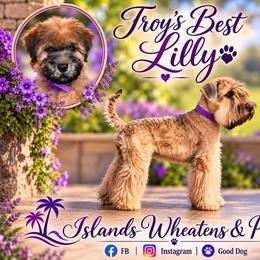 Lilly - Soft Coated Wheaten Terrier