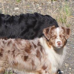 Australian Shepherds and Miniature American Shepherds from Artic Rose